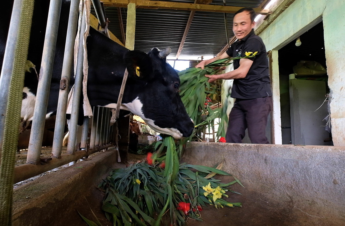 Nông dân cắt hoa layơn cho bò ăn thay cỏ - Ảnh 1.