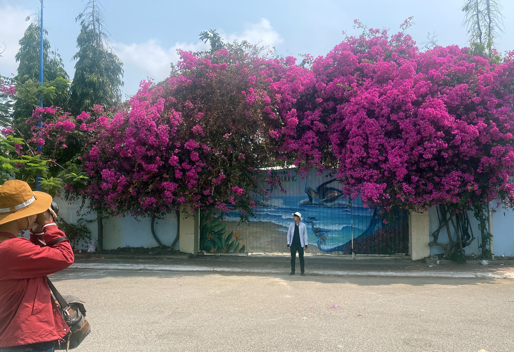 Xem xét truy tố người cưa trộm gốc hoa giấy 20 năm tuổi ở Vũng Tàu - Ảnh 1. Xem xét truy tố người cưa trộm gốc hoa giấy 20 năm tuổi ở Vũng Tàu - Ảnh 1.