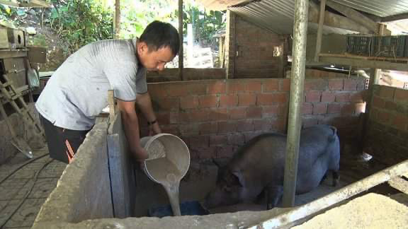 Đề xuất không cho chăn nuôi trong nội thành Hội An, Tam Kỳ và Điện Bàn - Ảnh 1.