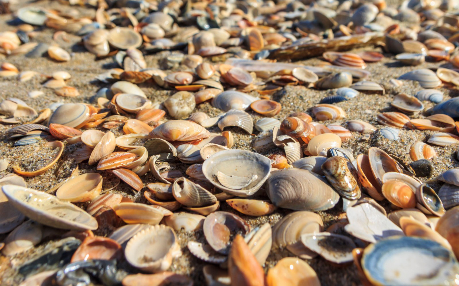 Hàng chục nghìn sinh vật biển bị luộc chín dưới nắng nóng kỷ lục tại Canada
