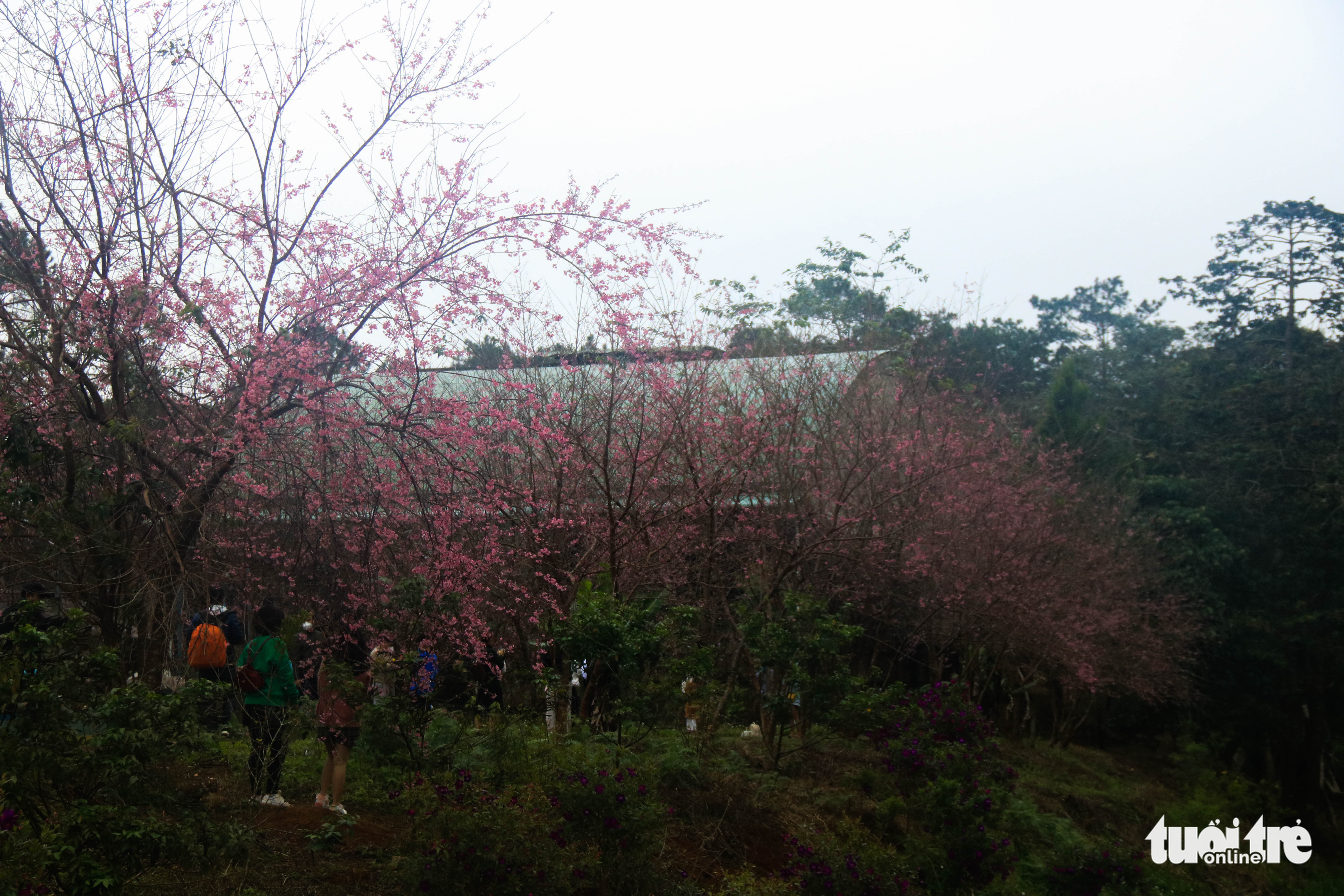 Hàng nghìn lượt khách đổ về Măng Đen ngắm hoa mai anh đào khoe sắc - Ảnh 9.