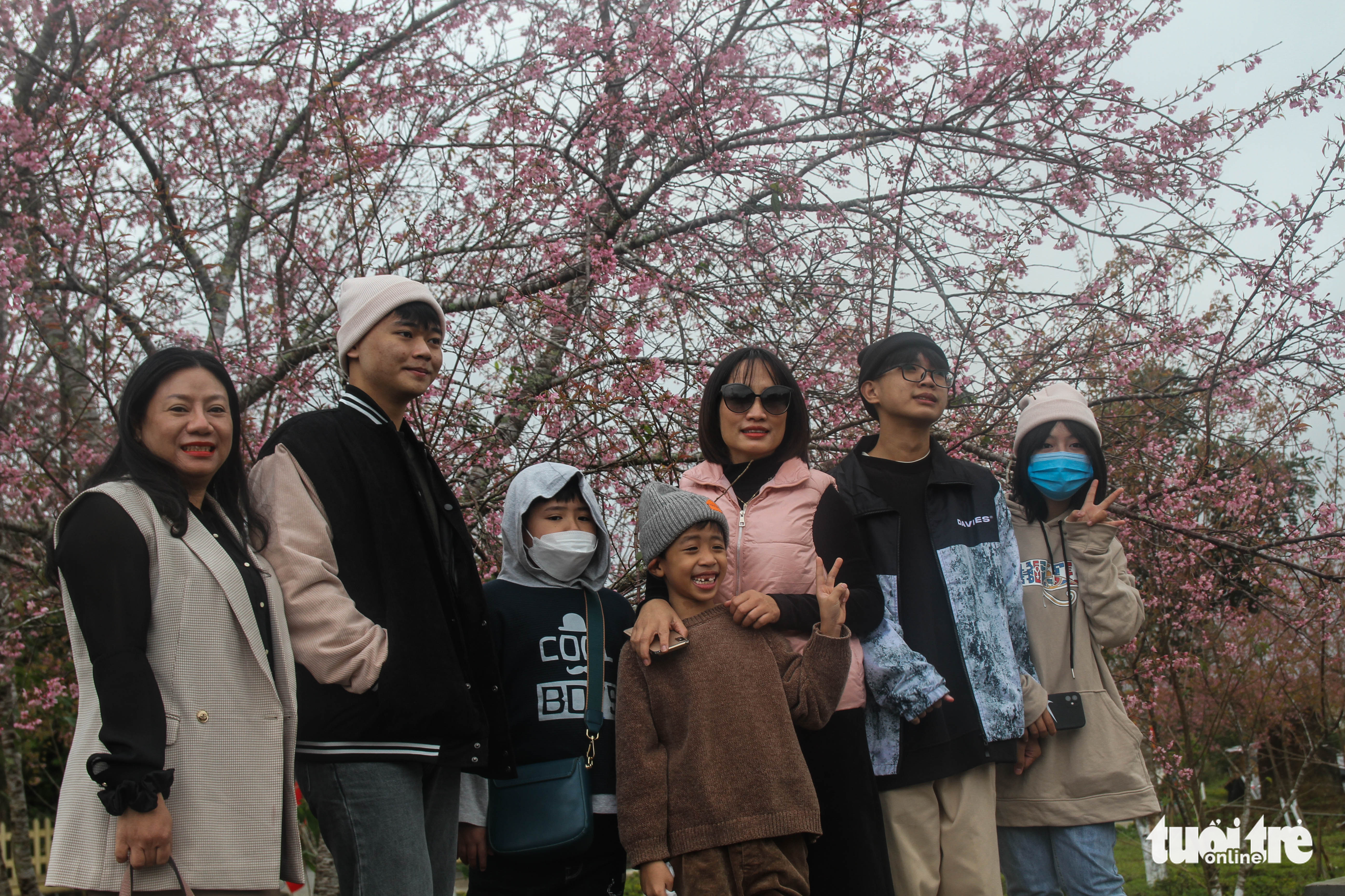 Hàng nghìn lượt khách đổ về Măng Đen ngắm hoa mai anh đào khoe sắc - Ảnh 2.