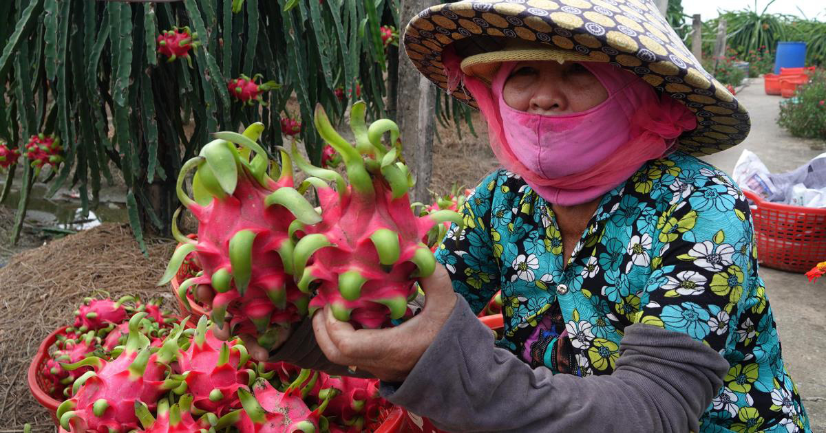 Tiki bán không lợi nhuận trái cây miền Tây, giúp bà con đón Tết ấm no - Ảnh 1. Tiki bán không lợi nhuận trái cây miền Tây, giúp bà con đón Tết ấm no - Ảnh 1.