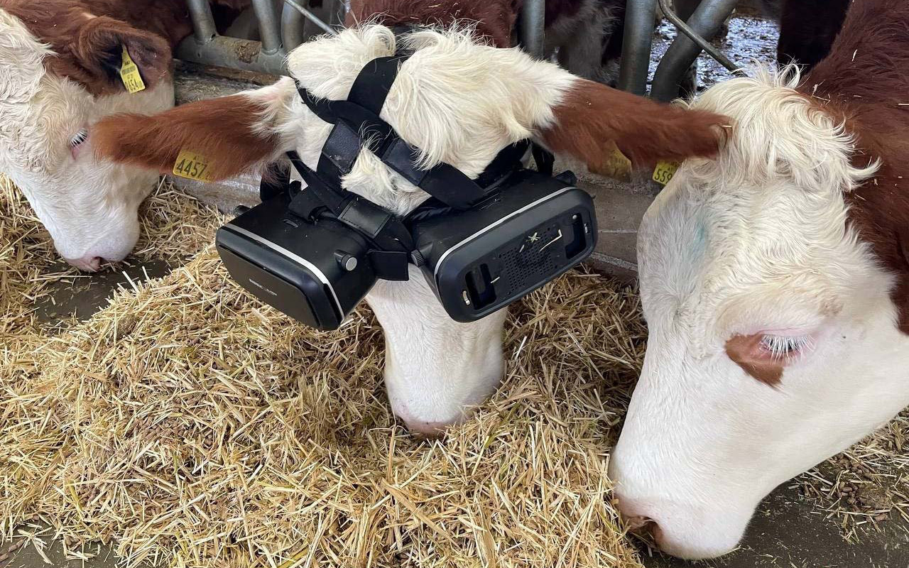 Trang trại đeo kính thực tế ảo cho bò để tăng sản lượng sữa