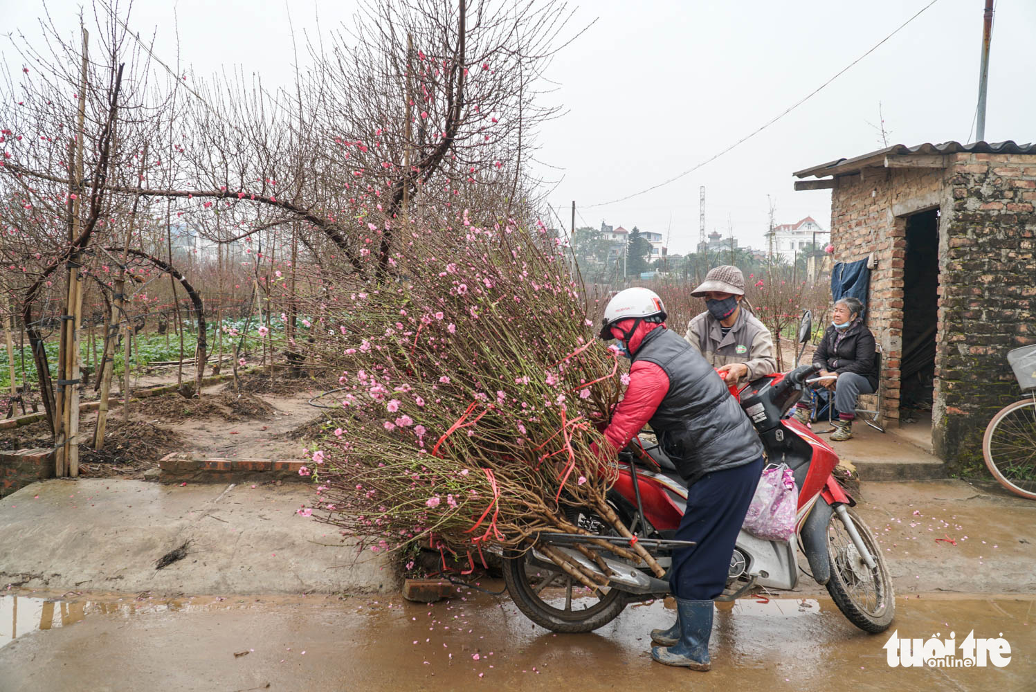Thủ phủ đào Nhật Tân đìu hiu dù Tết đã rất gần - Ảnh 5.