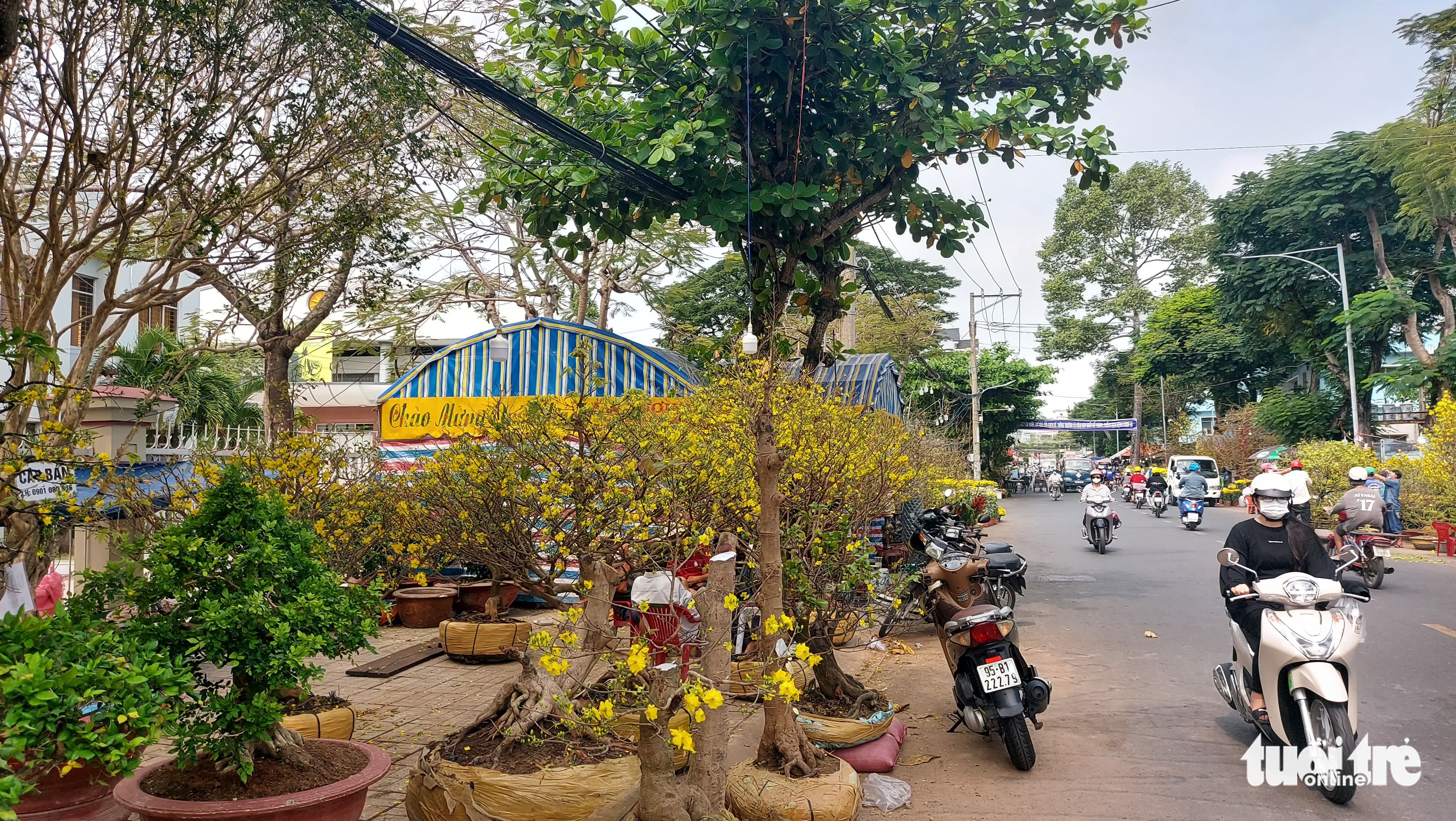 Làm ‘phố Ông Đồ’ để giúp dân du xuân, vui Tết xưa - Ảnh 2. Làm ‘phố Ông Đồ’ để giúp dân du xuân, vui Tết xưa - Ảnh 2.