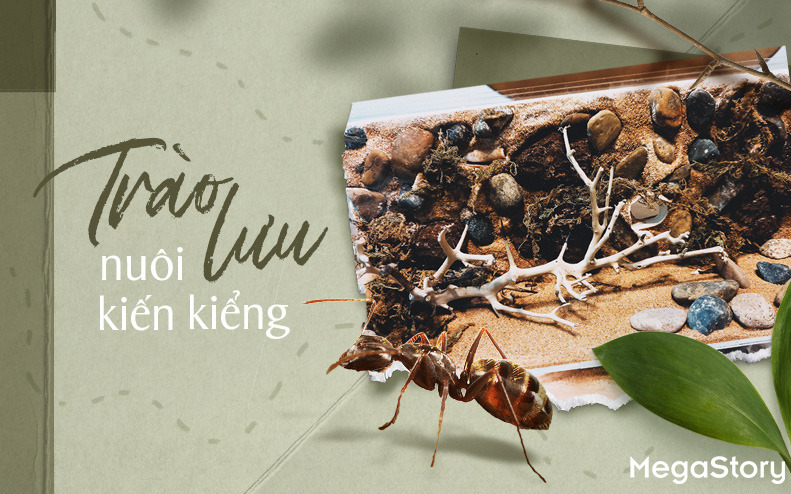 Nuôi kiến cảnh sau giờ làm, 9X văn phòng kiếm thêm ngàn đô mỗi tháng- Ảnh 8. Trào lưu nuôi kiến kiểng