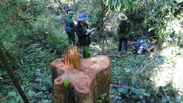 Truy tố 40 người liên quan vụ phá rừng tại Khu bảo tồn thiên nhiên Ea Sô - Ảnh 2.