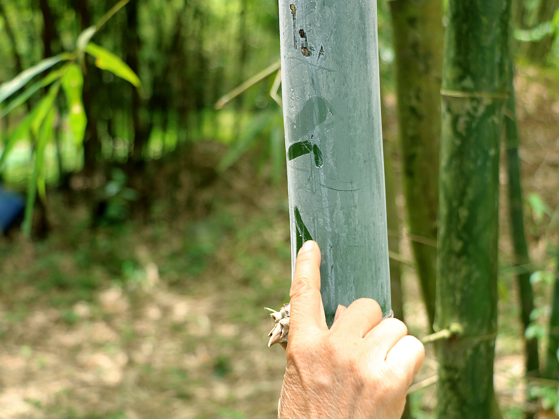 Giữ nguồn gene cho mai sau - Ảnh 18.