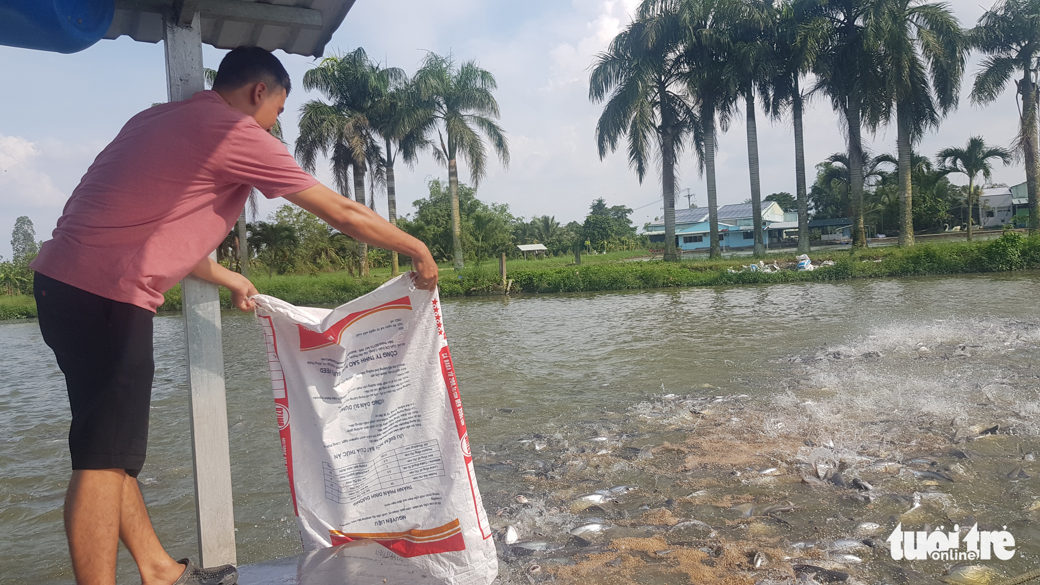 Thủ phủ cá tra miền Tây báo động thiếu cá giống - Ảnh 1. Thủ phủ cá tra miền Tây báo động thiếu cá giống - Ảnh 1.