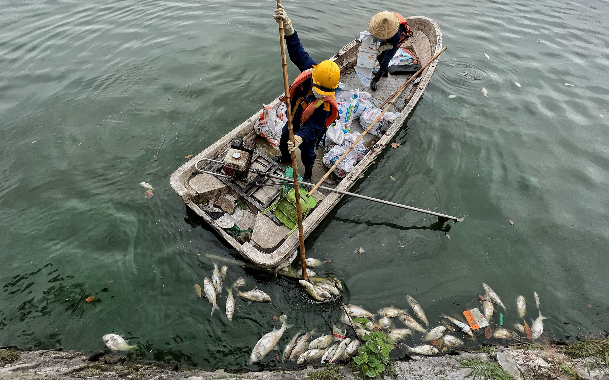 Chuyên gia: "Cá chết ở hồ Tây là báo động, tại sao cứ để xảy ra rồi chính quyền mới vào cuộc?’