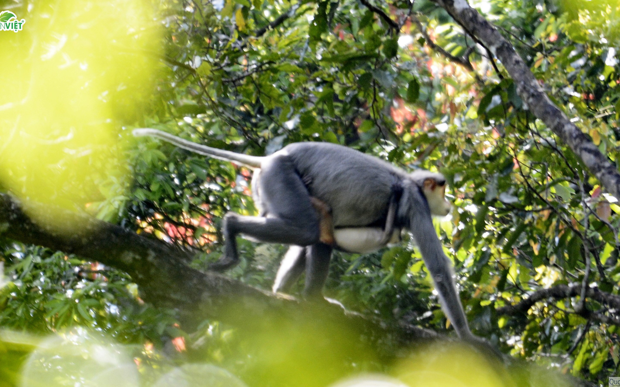 Phát hiện 10 đàn voọc chà vá chân xám thuộc sách đỏ Việt Nam và IUCN ở vùng núi Quảng Ngãi