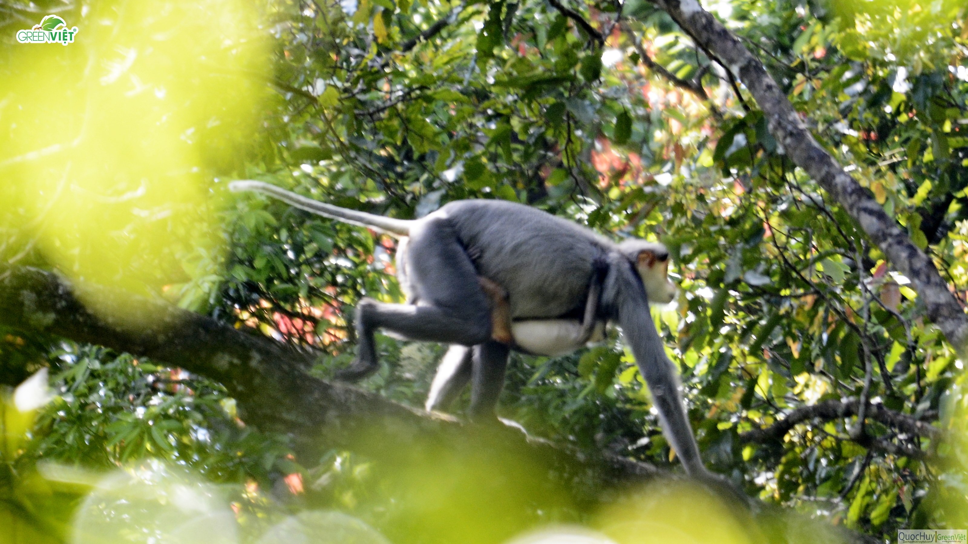 Phát hiện 10 đàn voọc chà vá chân xám thuộc sách đỏ Việt Nam và IUCN ở ...