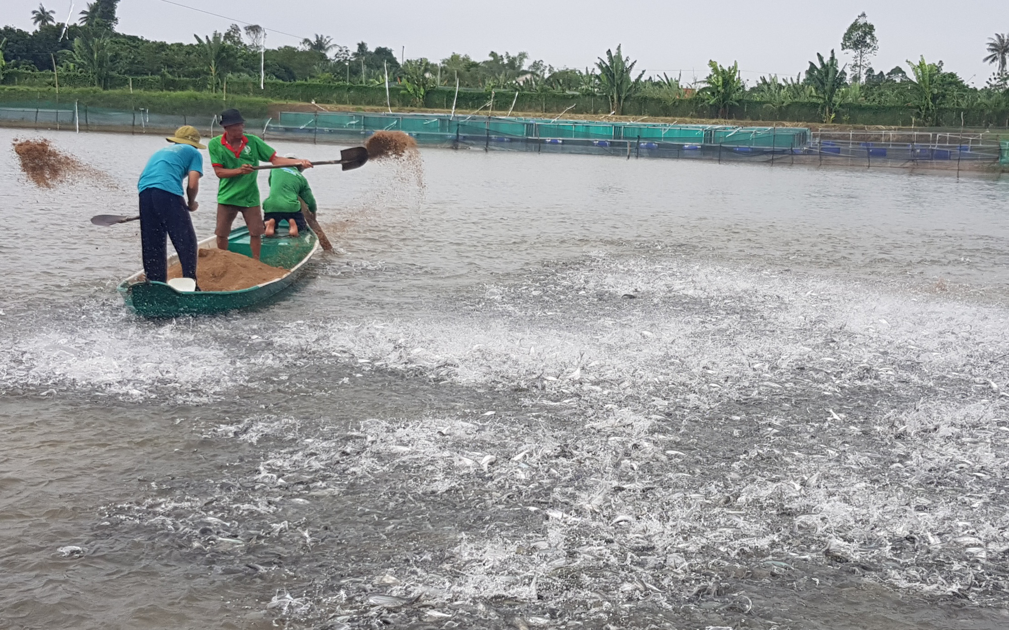 Toàn cảnh cá tra từ ương giống đến nuôi, xuất khẩu và chế biến lên bàn ăn