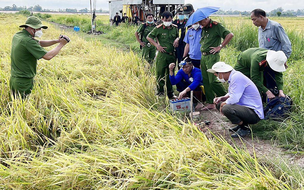 Cái bẫy chuột...- Ảnh 2. Dùng điện bẫy chuột bảo vệ lúa gây chết người