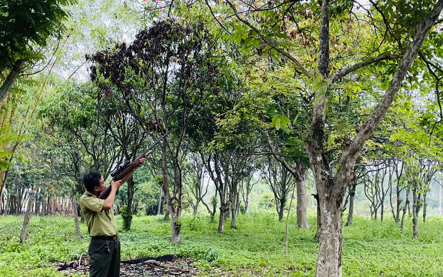 Bầy khỉ hung hãn cắn 3 người bị thương, cắn chết 4 con chó- Ảnh 2. Lại thêm khỉ đuôi lợn nặng 9kg cắn 3 người ở Bình Chánh