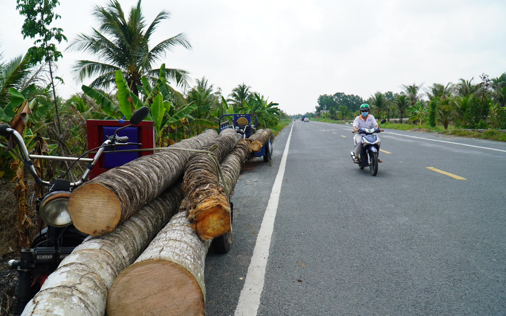 Gần 1.000ha dừa bị sâu đầu đen tấn công: