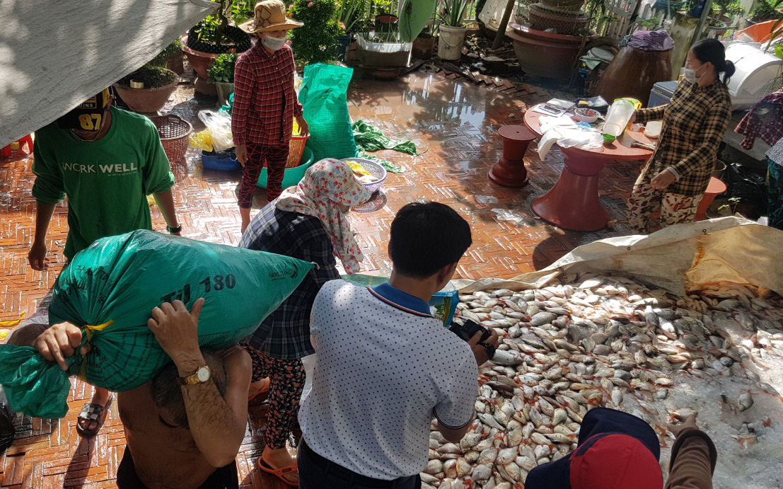 Hàng trăm tấn cá nuôi làng bè Châu Đốc chết bất thường: Nguồn nước bị ô nhiễm sinh học