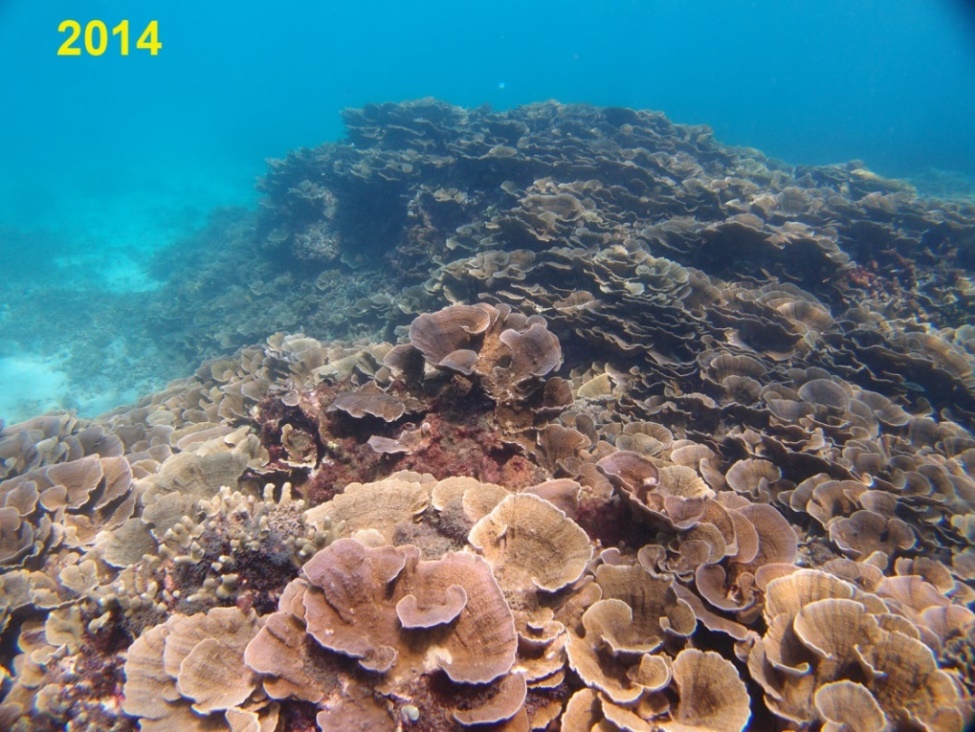 Hệ sinh thái rạn san hô:  Cái chết  được báo trước từ lâu - Ảnh 2.