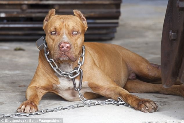 Cục Chăn nuôi: Chó dữ như pitbull sẽ được lấy ý kiến để quản lý