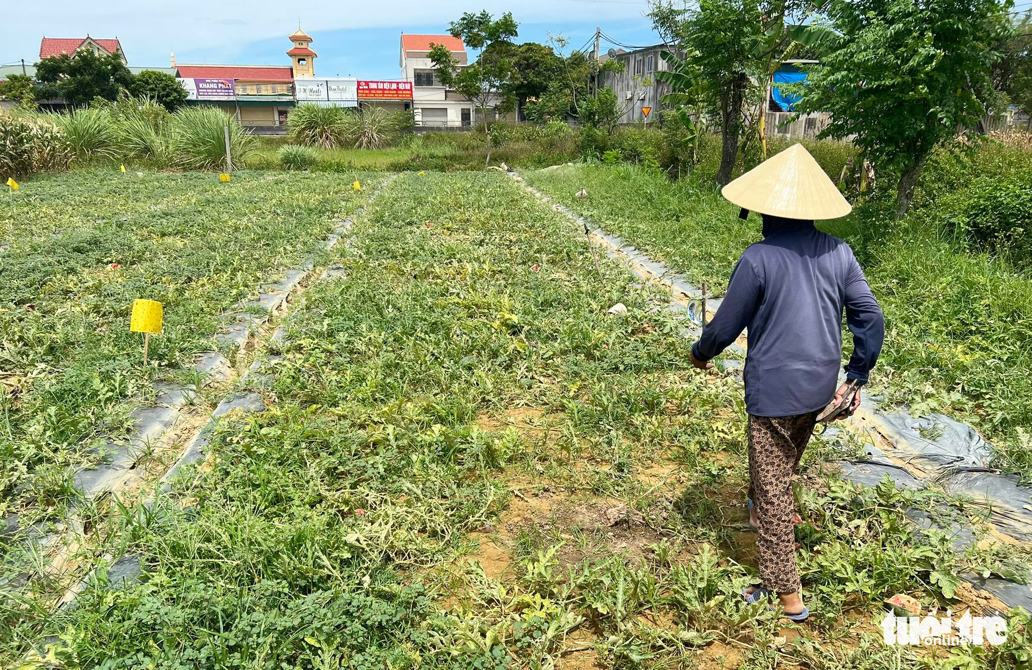 Lão nông bị phá ruộng dưa bật khóc vì ‘tiếc công chăm sóc’ - Ảnh 2. Lão nông bị phá ruộng dưa bật khóc vì ‘tiếc công chăm sóc’ - Ảnh 2.