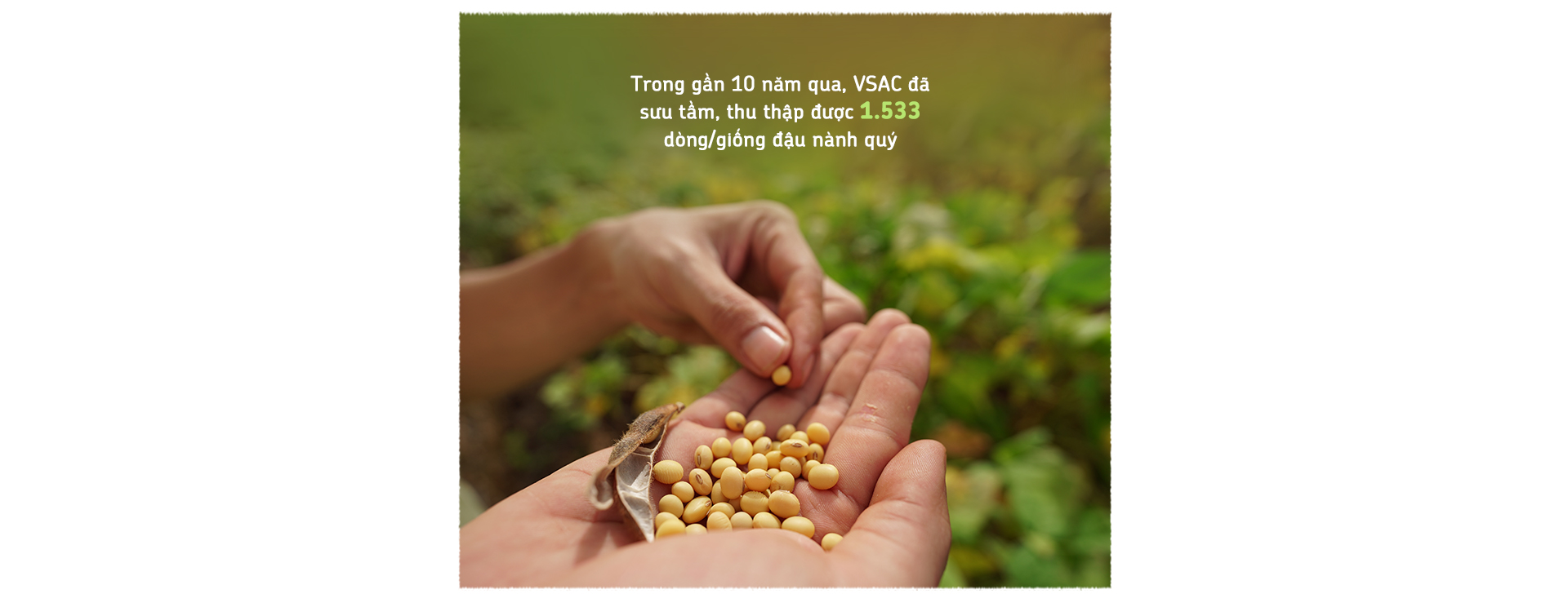 Xây nền móng cho nông nghiệp đậu nành bền vững - Ảnh 3.