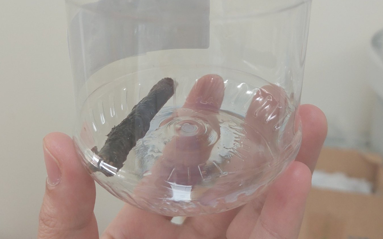 Ăn lẩu bị nhánh sả dài 3,5cm... cắm sâu thành dạ dày- Ảnh 2. Chuyện hy hữu: Nhánh cây dài 6,5cm ‘cắm’ trong phổi bệnh nhân suốt 14 năm