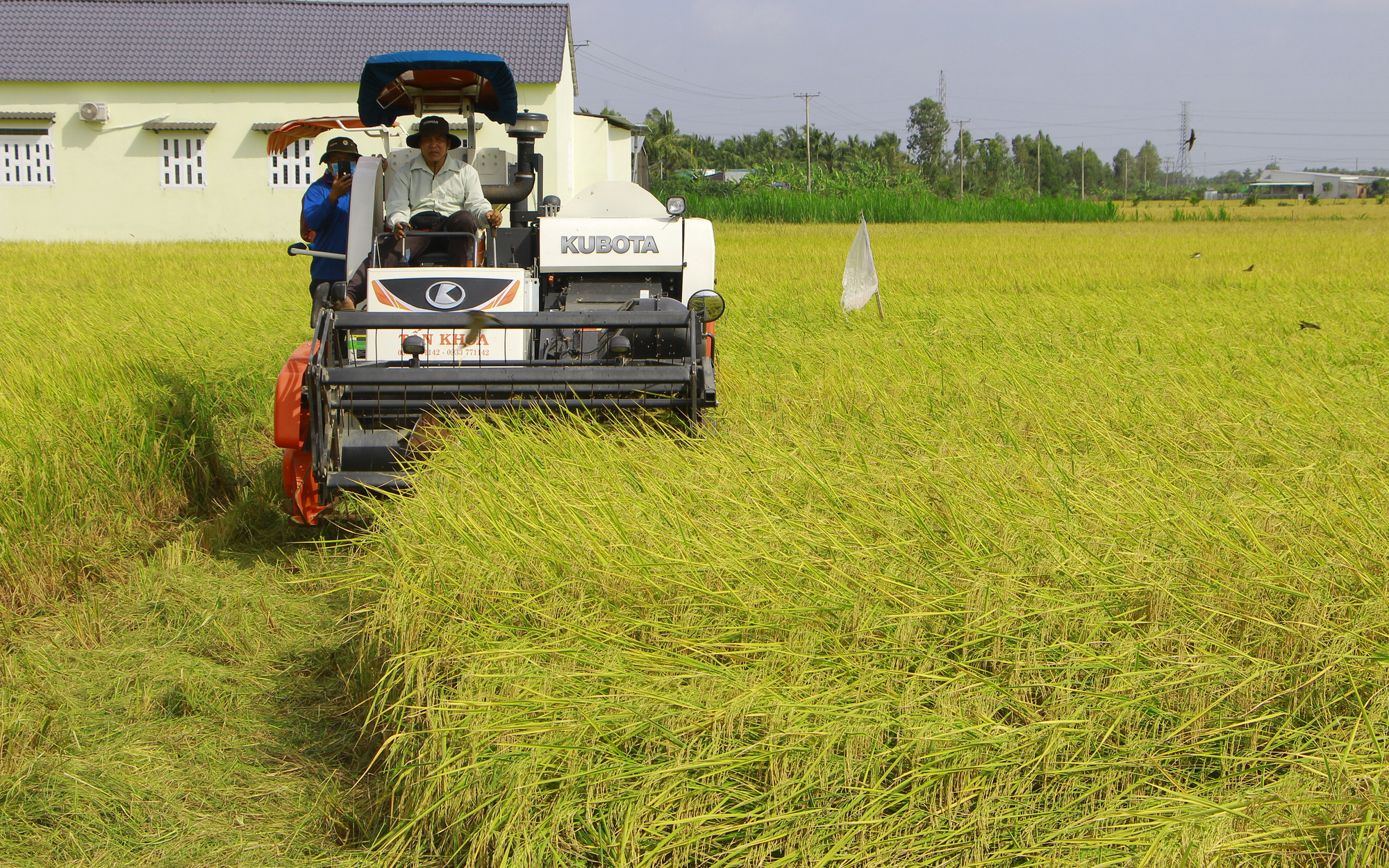 Gạo thơm, gạo chất lượng cao Việt Nam đang chiếm ưu thế xuất khẩu