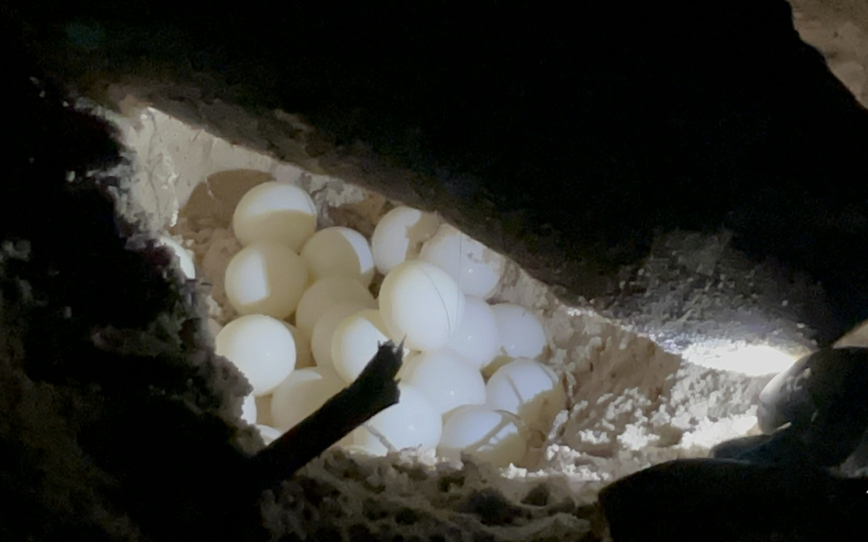 Xem rùa đẻ trứng trên đảo Hòn Cau: 