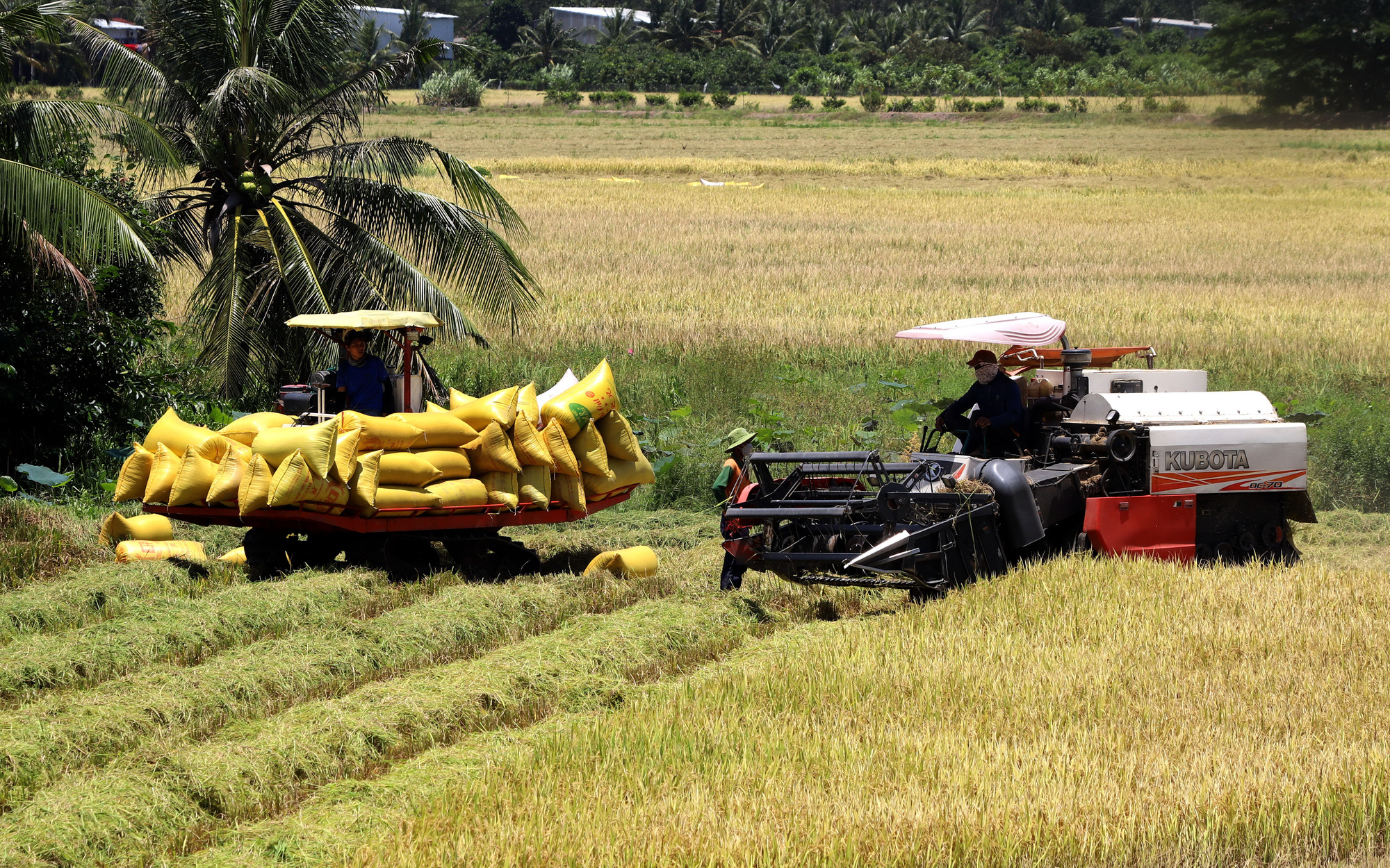 Đề án 1 triệu ha lúa chất lượng cao ở ĐBSCL: Tăng giá trị hạt gạo Việt