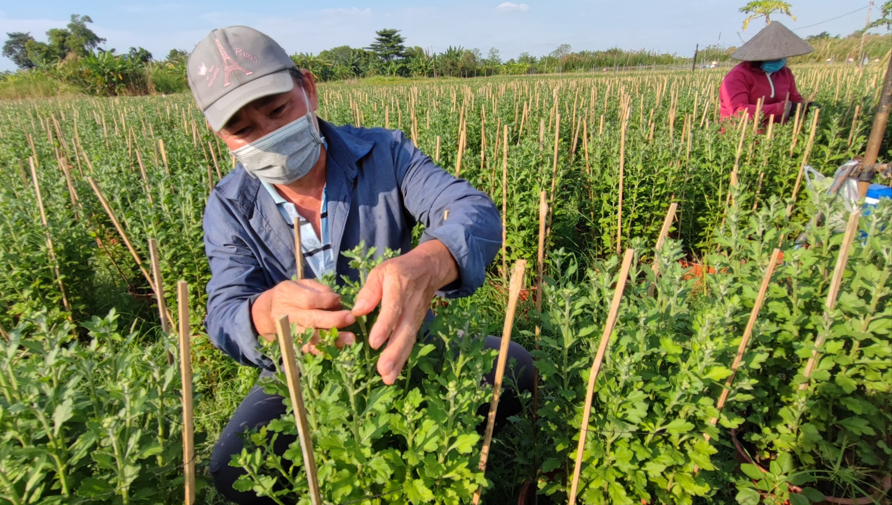 Niêm yết giá hoa Tết, lợi đôi đàng - Ảnh 4.