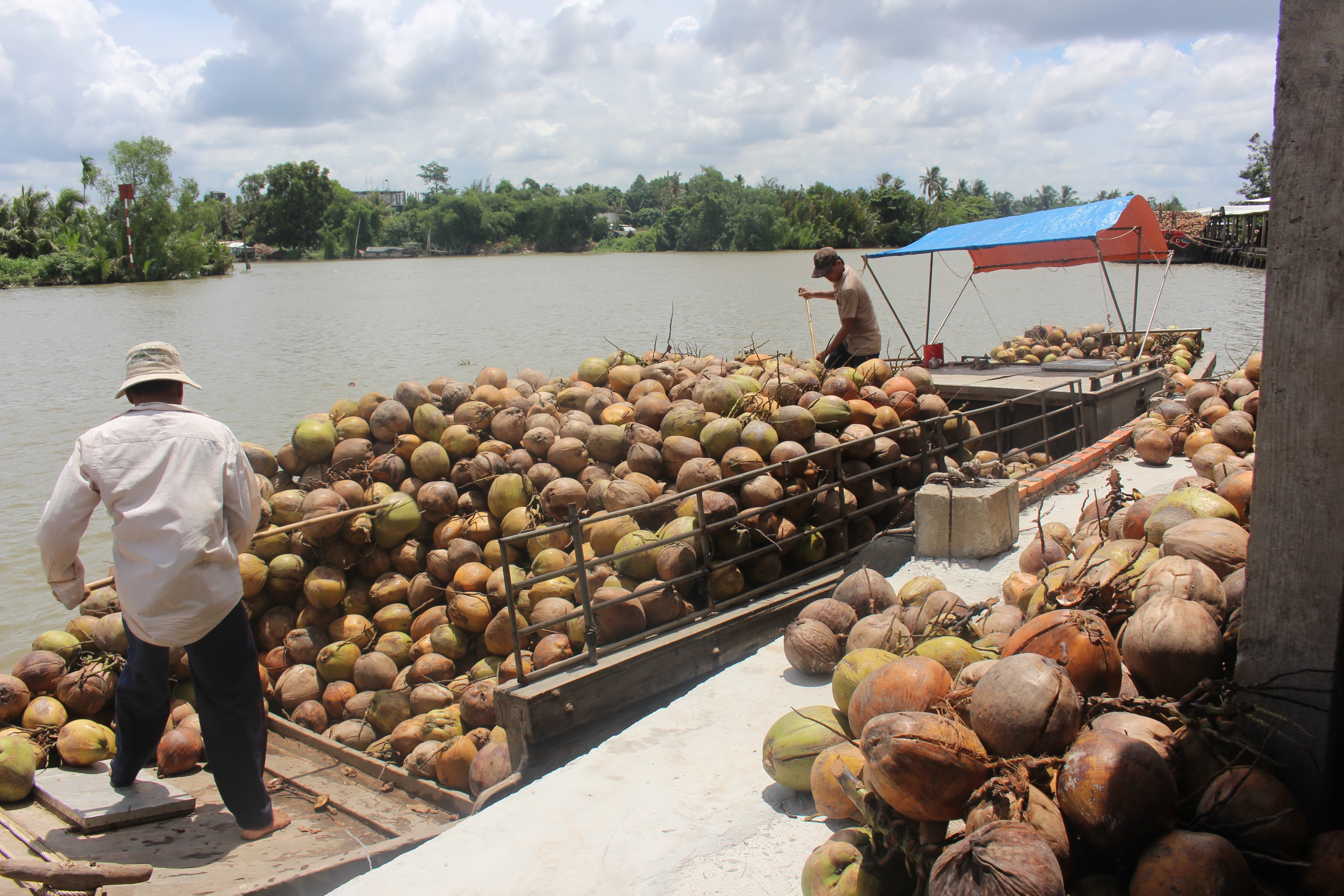 Độc đáo chợ dừa nổi Bến Tre - Kỳ 3: Biến tấu nước dừa khô một thời đổ bỏ - Ảnh 1.