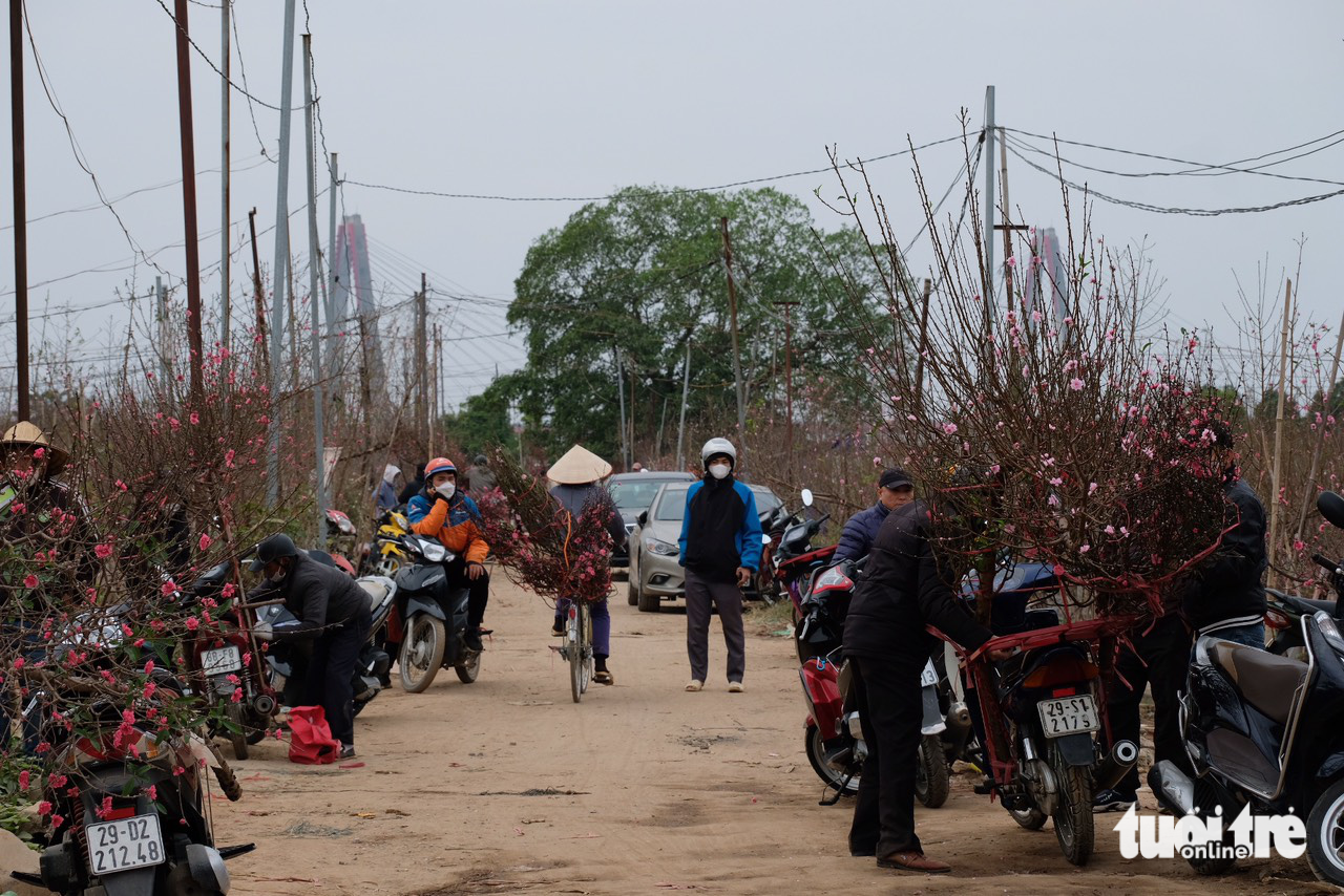 Nhiều nhà vườn trồng hoa Tết ở Nhật Tân cháy hàng - Ảnh 7.