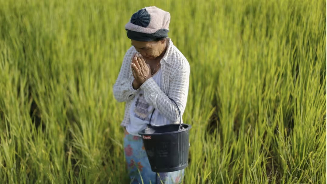 Thái Lan lo khi nông dân chuyển sang trồng giống lúa Việt Nam - Ảnh 1.