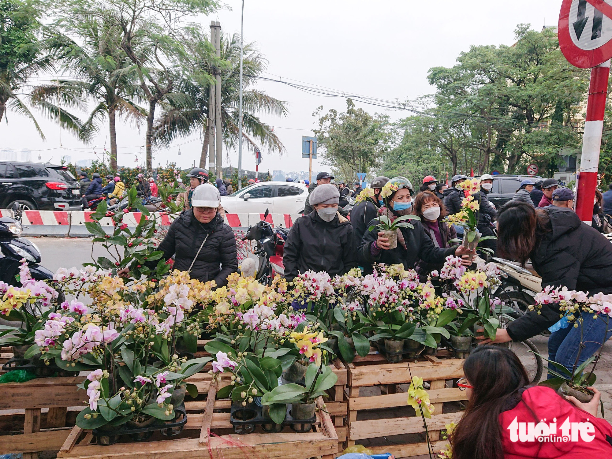 Hà Nội: lan hồ điệp ‘sale sập sàn’ vẫn vắng khách mua - Ảnh 1.