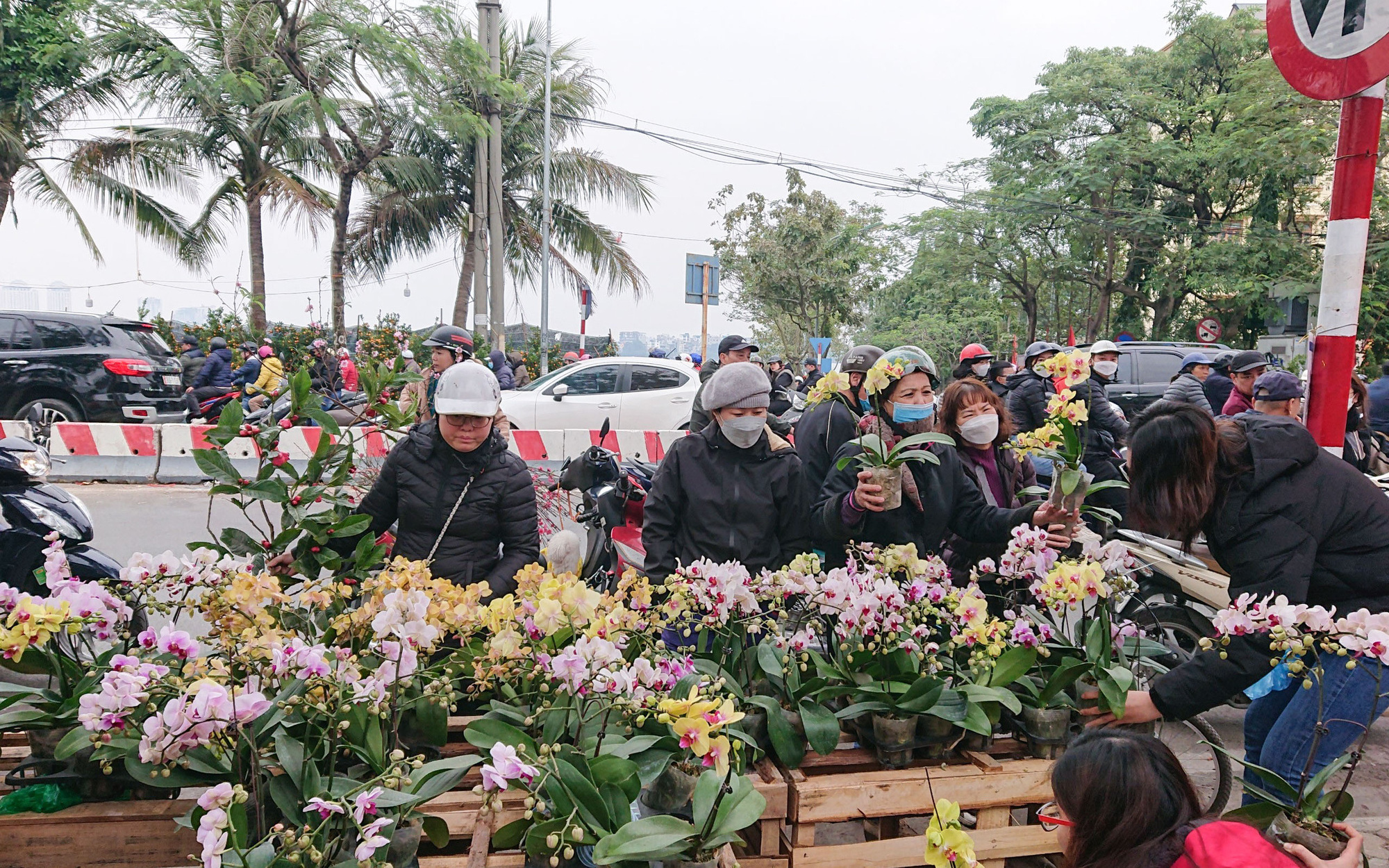 Hà Nội: lan hồ điệp ‘sale sập sàn’ vẫn vắng khách mua