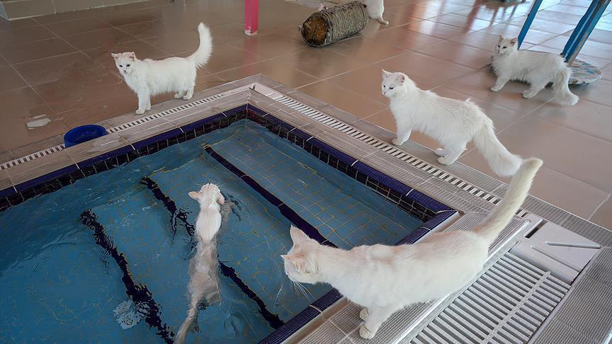 Swimming cats, wolf cats and special cats in the world - Photo 1.