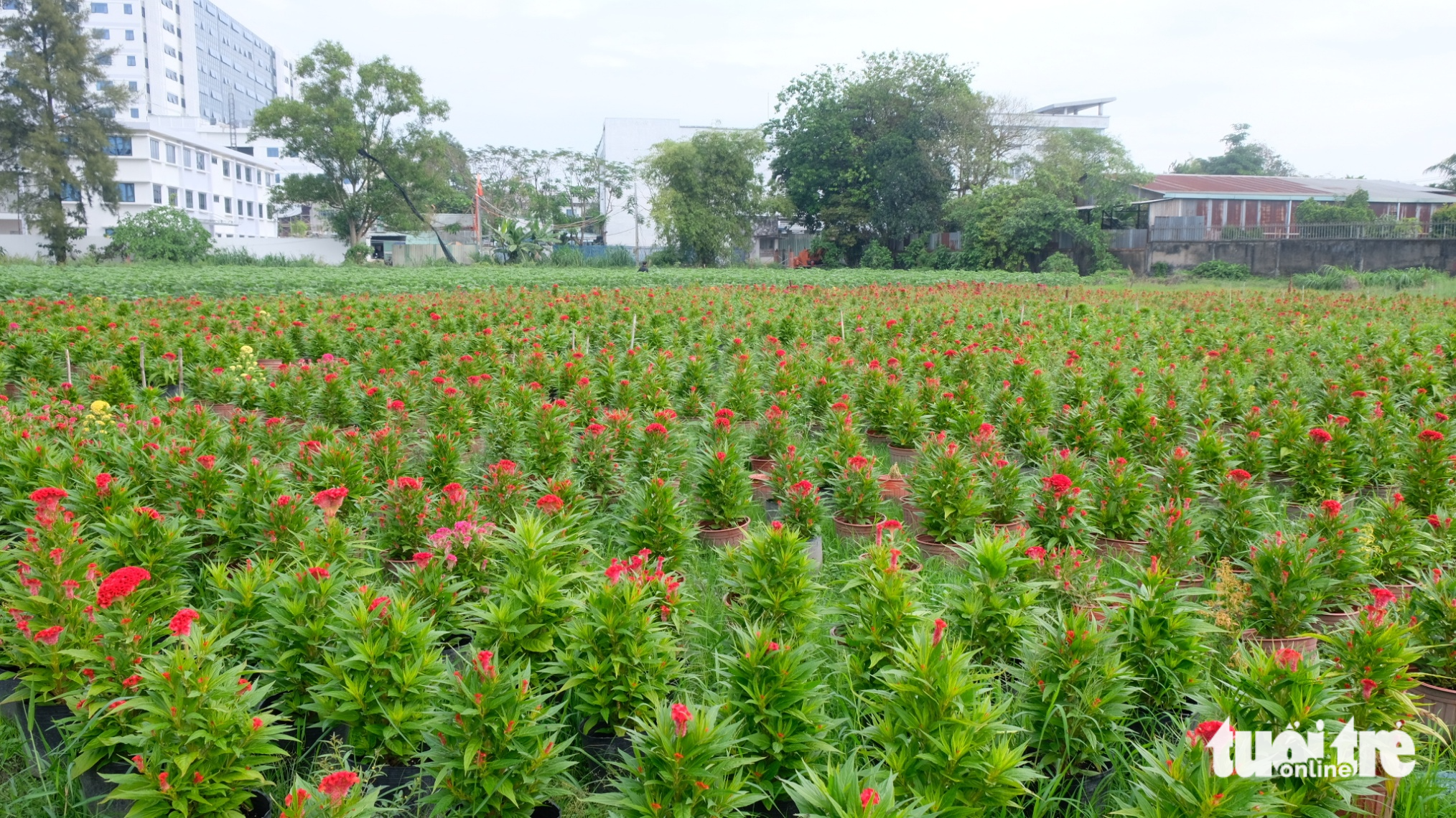 Ra ngoại thành TP.HCM xem nhà vườn chăm hoa kiểng Tết - Ảnh 12. Ra ngoại thành TP.HCM xem nhà vườn chăm hoa kiểng Tết - Ảnh 12.