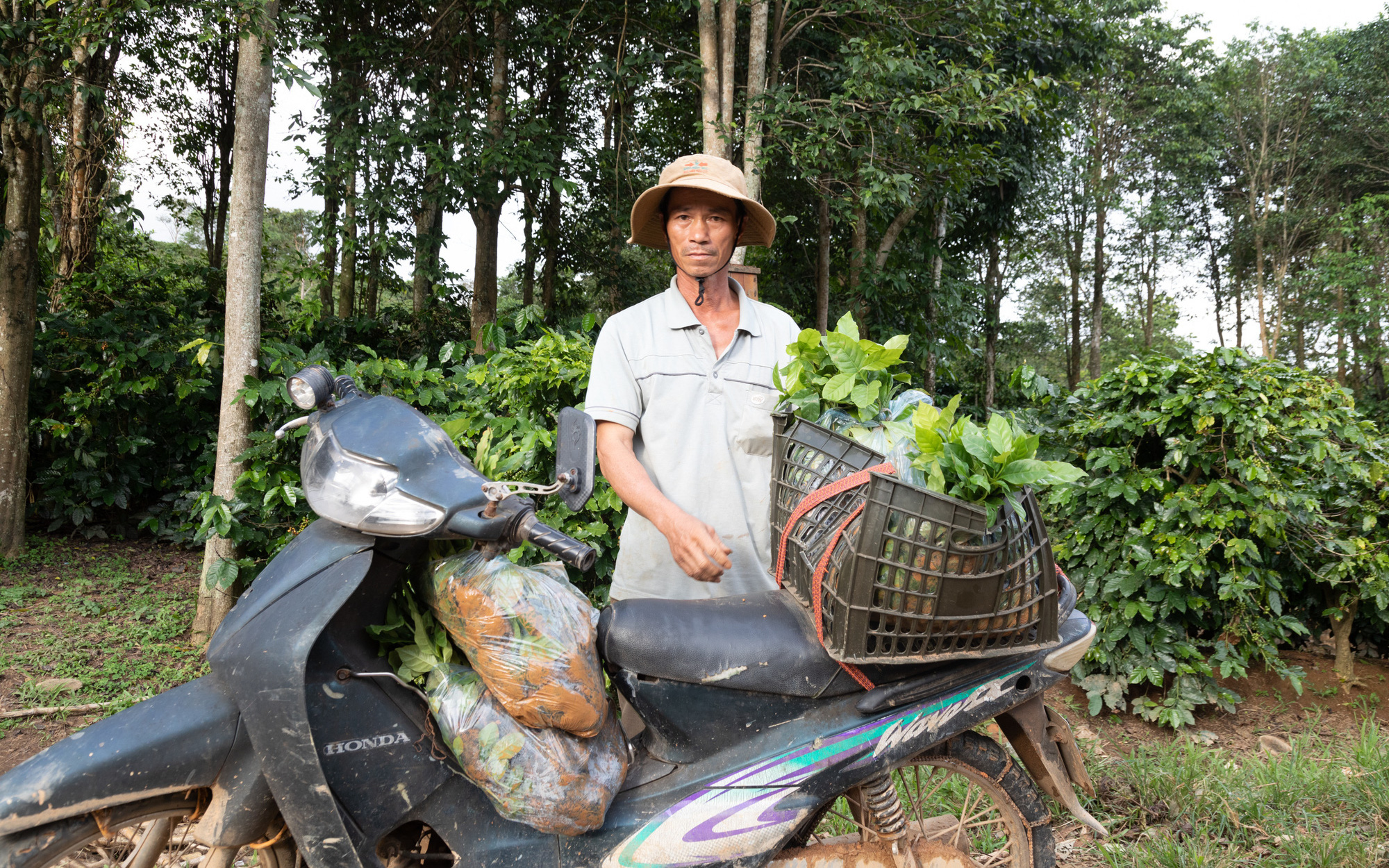 Giá cà phê xuống thấp, nông dân xót xa bỏ thu hoạch- Ảnh 5. Cấp giống cà phê không đạt chuẩn: Hai xe cây giống kém chất lượng