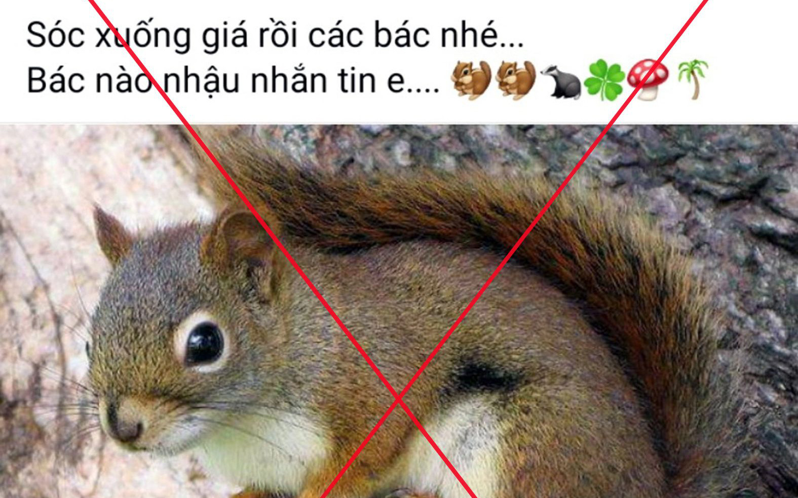 Ám ảnh, rùng rợn, đừng ăn thịt chim hoang dã nữa - Ảnh 9.