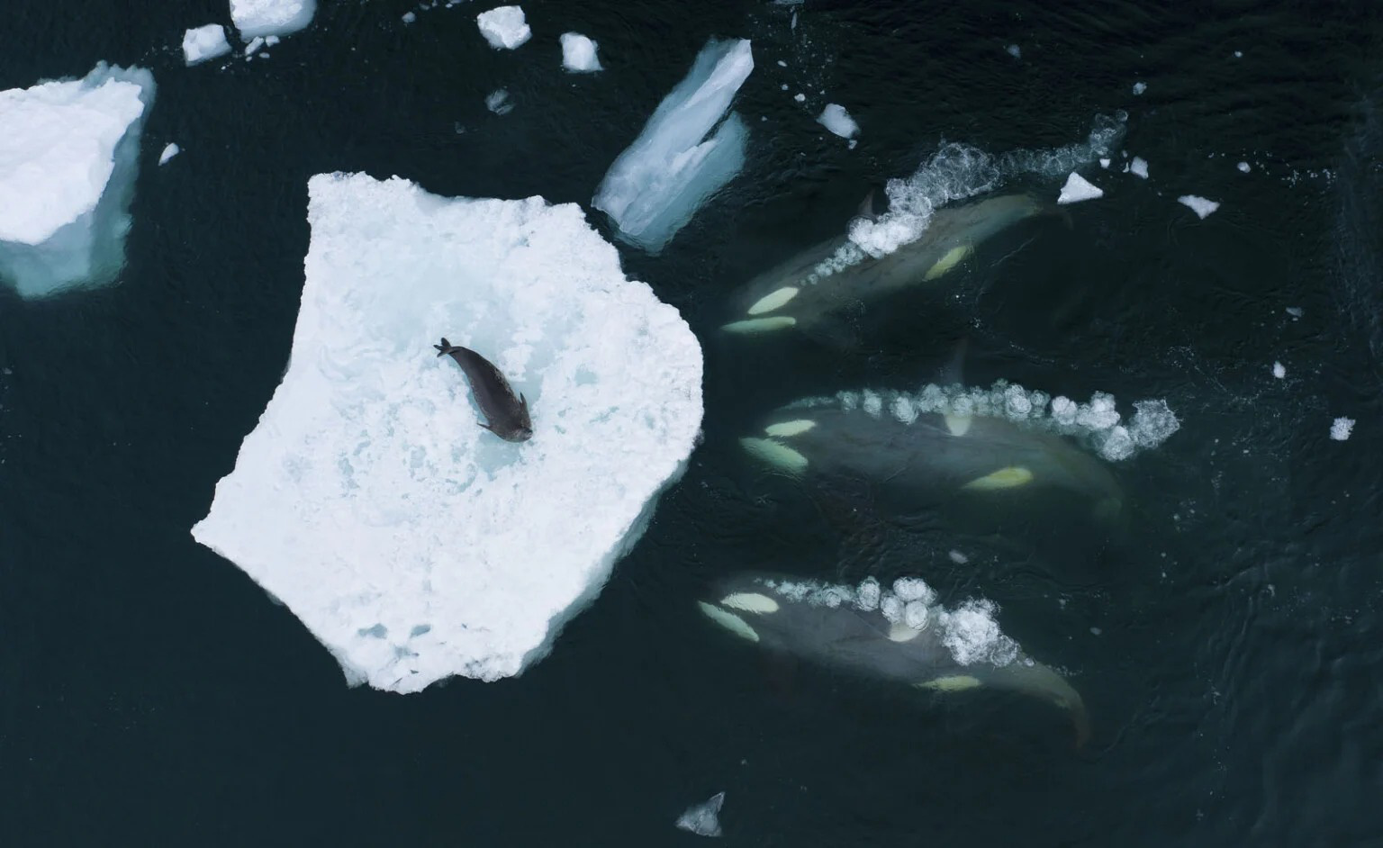 Tác phẩm "Cá voi tạo sóng" của nhiếp ảnh gia Bertie Gregory, mô tả 3 con cá voi sát thủ đang săn một con hải cẩu, đoạt giải ở hạng mục Hành vi: Động vật có vú - Ảnh: PETAPIXEL