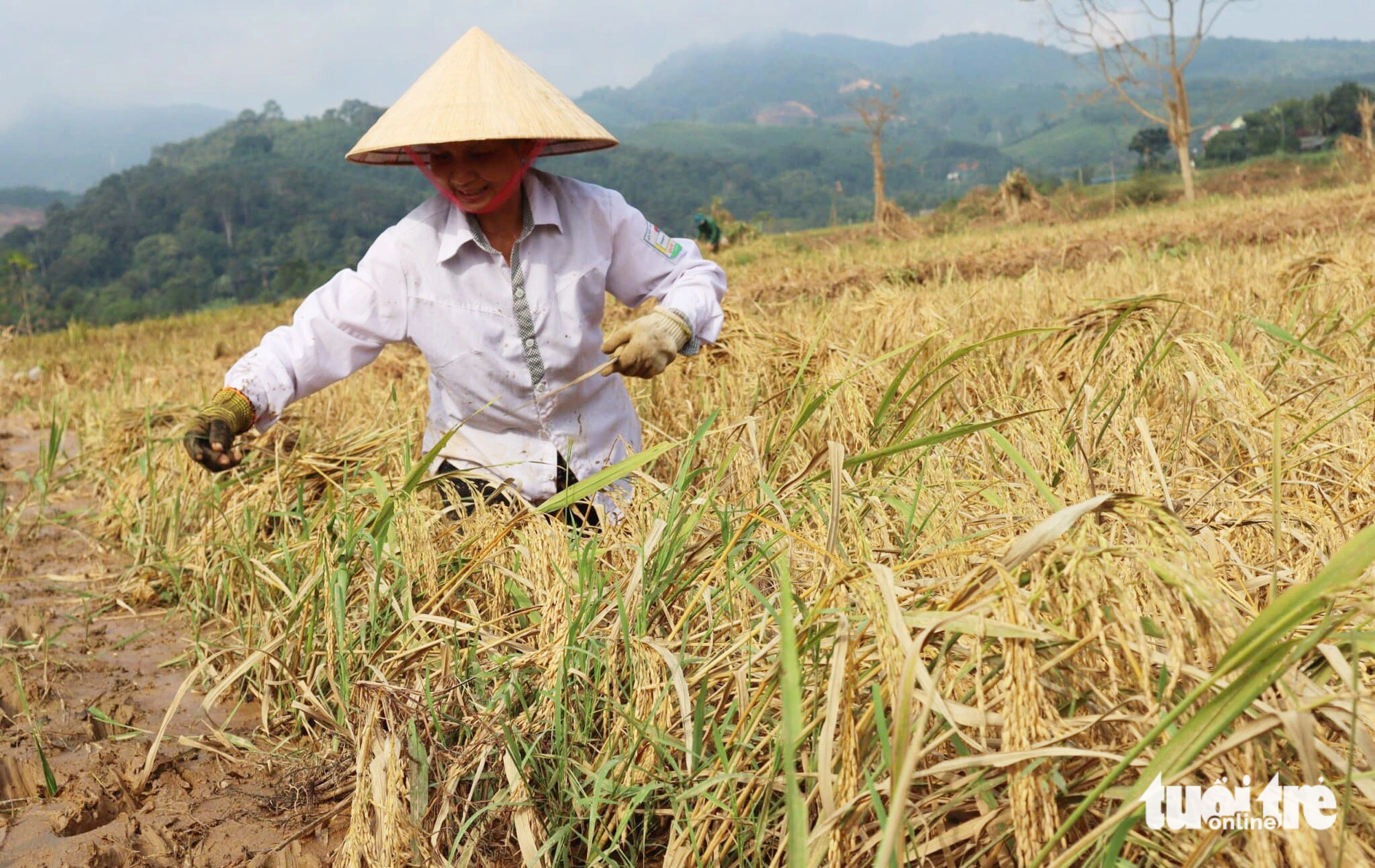 Ước tính tổng thiệt hại mưa lũ gây ra cho huyện Quỳ Châu, Nghệ An là hơn 177 tỉ đồng. Trong ảnh: Người dân Quỳ Châu gặt lúa bị mưa lũ vùi lấp - Ảnh: DOÃN HÒA