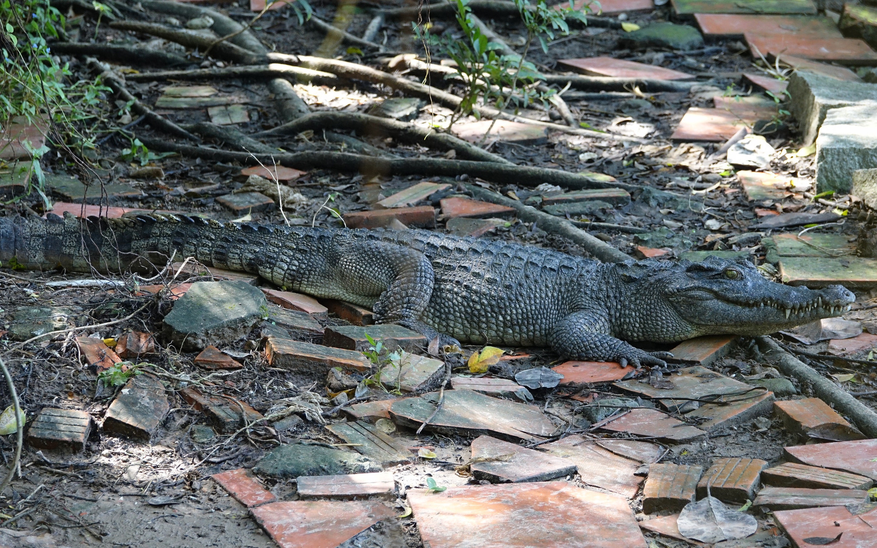 Kiên Giang: 6 con cá sấu sổng chuồng ra hồ nước công viên, mới bắt được 2 con