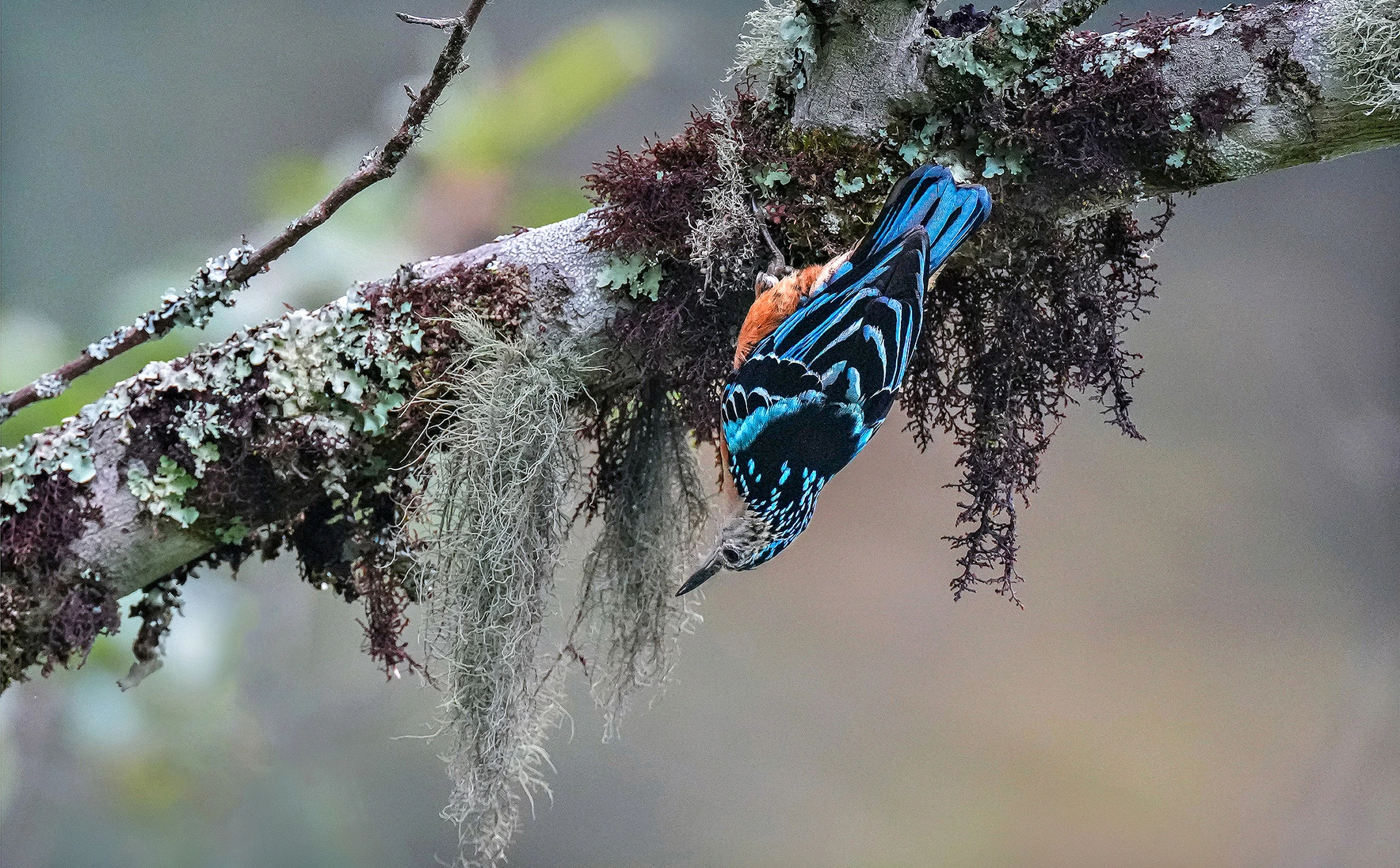 The work Climbing the Black Back Tree won first prize by Mr. Huynh Thanh Danh