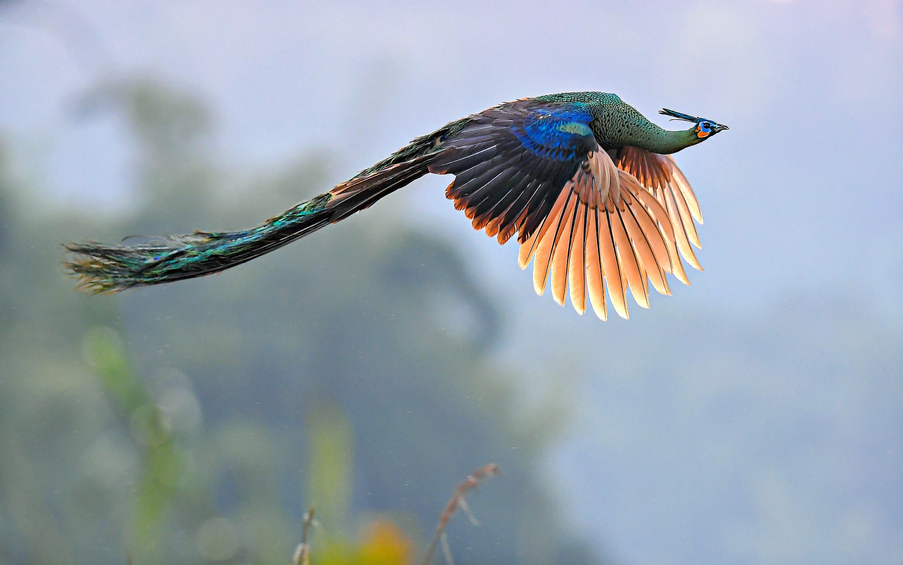 Tác phẩm Công (Indochinese Green Peafowl) đoạt giải nhì của tác giả Nguyễn Mạnh Hiệp, đây là loài thuộc cấp độ bảo tồn nguy cấp