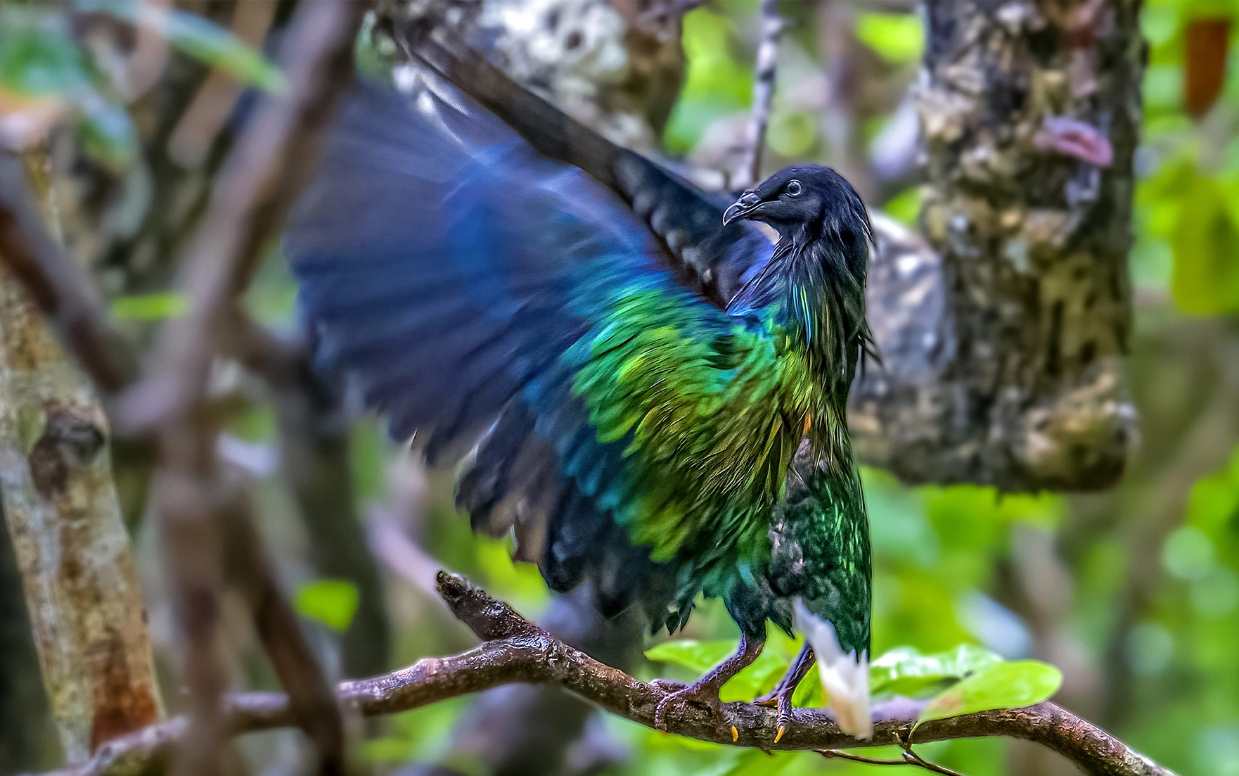 The impressive moment of photographing a Nicoba pigeon by author Nguyen Ngoc Vinh won the Rare Bird award (named on the IUCN red list).