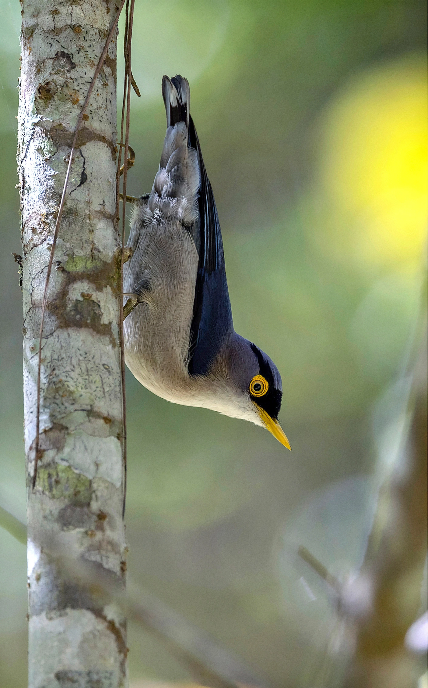 The work "Yellow-billed Nuthatch" won the impressive endemic and near-endemic bird award.