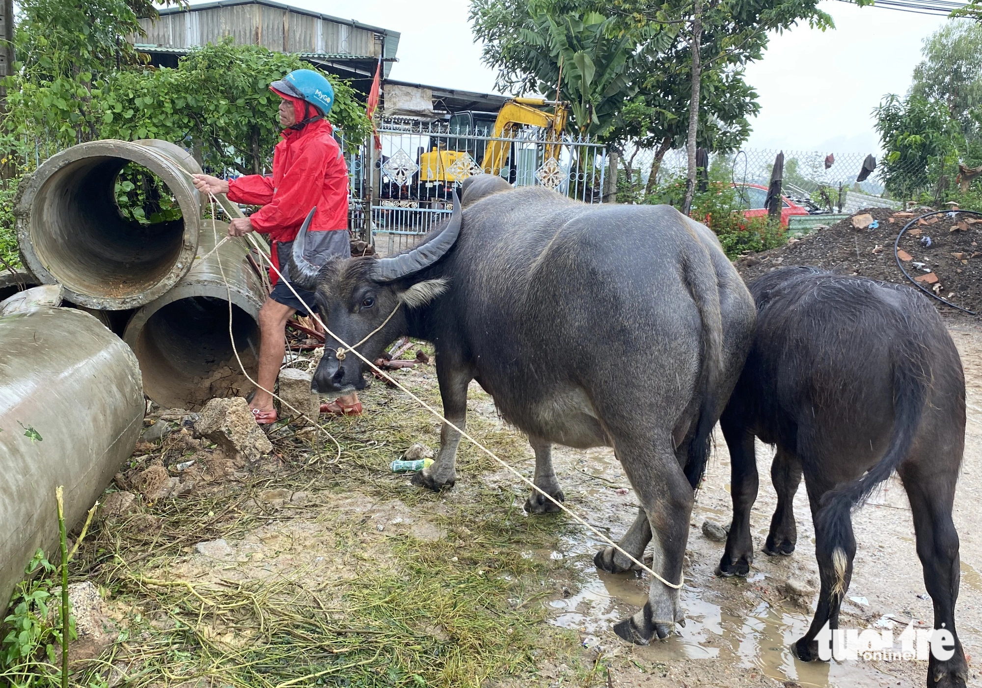 Ông Dương cột đàn trâu ven quốc lộ 1 - Ảnh: LÊ TRUNG