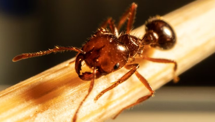 Experts estimate that fire ants could cause economic losses to Australia of up to 1.25 billion AUD (equivalent to 789 million USD) per year - Photo: ABC News