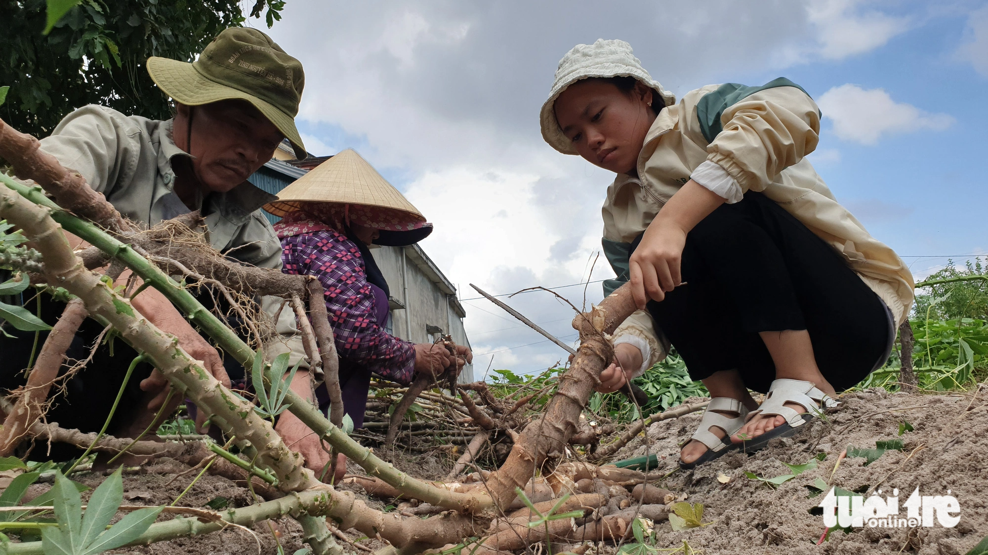 Linh cùng cậu thu hoạch đám khoai mì để bán lấy tiền cho Linh nhập học - Ảnh: QUỐC NAM